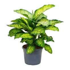 Dieffenbachia Maroba - Dumb Cane -Plant Promotion Store Dieffenbachia Maroba Dumb Cane 158bf0fe 2166 4d1f 971a 1da18d7b34de