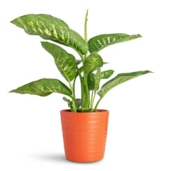 Oslo Plant Pot - Cayenne 17 Oslo Plant Pot - Cayenne -Plant Promotion Store Dieffenbachia Tropic Snow 17x60cm Oslo Pot Cayenne 19.5x17cm 1
