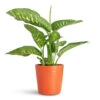 Dieffenbachia Seguine Tropic Snow - Dumb Cane