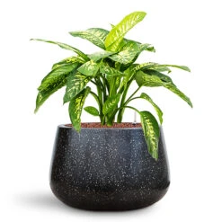 Terrazzo Darcy Planter - Black 24 Terrazzo Darcy Planter - Black -Plant Promotion Store Dieffenbachia seguine Reeva in Baq Terrazzo
