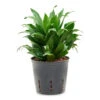 Dracaena Fragrans Compacta - Head - HydroCare 2 Dracaena Fragrans Compacta - Head - HydroCare -Plant Promotion Store Dracaen fragrans Compacta Head HydroCare 13 12x25cm