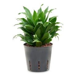 Dracaena Fragrans Compacta - Head - HydroCare