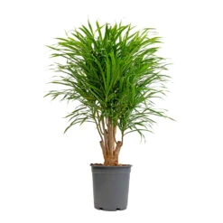Dracaena Reflexa Anita - Branched 13 Dracaena Reflexa Anita - Branched -Plant Promotion Store Dracaena Anita Branched 21x80cm