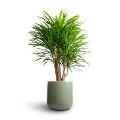 Lisbon Plant Pot - Sage -Plant Promotion Store Dracaena Anita Branched 21x80cm Lisbon Plant Pot Sage 24x24cm bed7bade 4474 4f87 ae29 7e1d851d1103