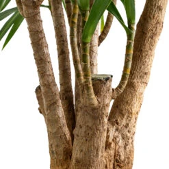 Dracaena Reflexa Anita - Branched 15 Dracaena Reflexa Anita - Branched -Plant Promotion Store Dracaena Anita Branched SWATCH 2
