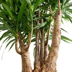 Dracaena Reflexa Anita - Branched 12 Dracaena Reflexa Anita - Branched -Plant Promotion Store Dracaena Anita Branched SWATCH
