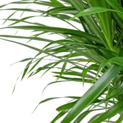 Dracaena Reflexa Anita - Branched 14 Dracaena Reflexa Anita - Branched -Plant Promotion Store Dracaena Anita Branched SWATCH 3