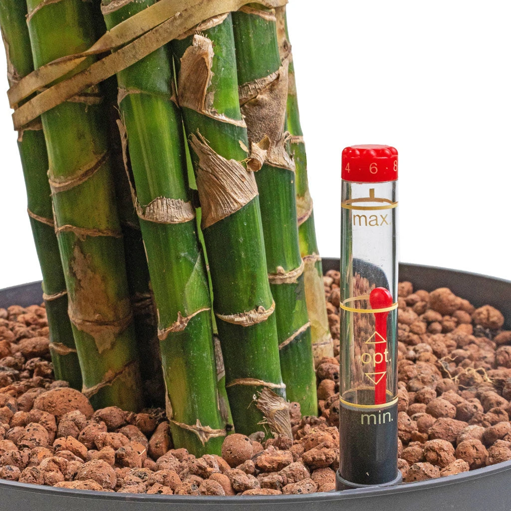 Dracaena Cintho - Branched - HydroCare 4 Dracaena Cintho - Branched - HydroCare - Image 2