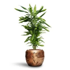 Opus Raw Couple Planter - Gold -Plant Promotion Store Dracaena Cintho Branched HydroCare Opus Raw Couple Planter Gold