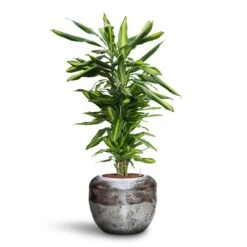 Opus Raw Couple Planter - Silver 25 Opus Raw Couple Planter - Silver -Plant Promotion Store Dracaena Cintho Branched HydroCare Opus Raw Couple Planter Silver 4fc2dc12 535a 4f20 a993 a855ae4d0448