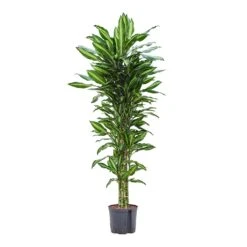 Dracaena Cintho - Branched - HydroCare 18 Dracaena Cintho - Branched - HydroCare -Plant Promotion Store Dracaena Cintho Branched Hydroculture 22 19x150cm