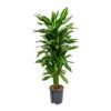 Dracaena Cintho - Branched - HydroCare 2 Dracaena Cintho - Branched - HydroCare -Plant Promotion Store Dracaena Cintho Branched Hydroculture Indoor Plant