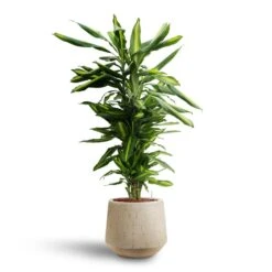 Raindrop Tube Round Planter - Stone 28 Raindrop Tube Round Planter - Stone -Plant Promotion Store Dracaena Cintho Branched Hydroculture Raindrop Tube Round Planter Stone c8370cb2 8fb9 4613 9d17 036d69c18734
