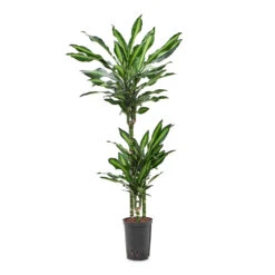 Dracaena Cintho - Multi Stem - HydroCare -Plant Promotion Store Dracaena Cintho Multi Stem HydroCare 15 19x100cm