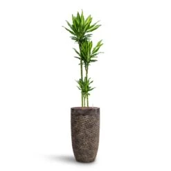 Dracaena Cintho - Multi Stem - HydroCare -Plant Promotion Store Dracaena Cintho Multi Stem HydroCare Luxe Lite Layer Partner Planter Bronze