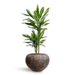 Dracaena Cintho - Multi Stem - HydroCare -Plant Promotion Store Dracaena Cintho Multi Stem HydroCare Luxe Lite Waterfall Globe Planter Bronze