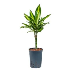 Dracaena Cintho - Multi Stem - HydroCare -Plant Promotion Store Dracaena Cintho Multi Stem Hydroculture 15 19x65cm 1stem