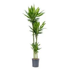 Dracaena Cintho - Multi Stem - HydroCare -Plant Promotion Store Dracaena Cintho Multi Stem Hydroculture 18 19x150cm 3Stems