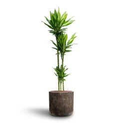 Dracaena Cintho - Multi Stem - HydroCare -Plant Promotion Store Dracaena Cintho Multi Stem Hydroculture Luxe Lite Waterfall Cylinder Planter Bronze