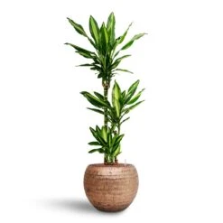 Opus Hammered Globe Planter - Gold 30 Opus Hammered Globe Planter - Gold -Plant Promotion Store Dracaena Cintho Multi Stem Hydroculture Opus Hammered Globe Planter Gold 791f79d4 a68b 4819 9012 93933326364c