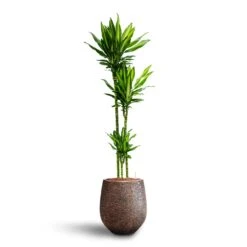 Dracaena Cintho - Multi Stem - HydroCare -Plant Promotion Store Dracaena Cintho Multi Stem Hydroculture Opus Hit Darcy Planter Gold