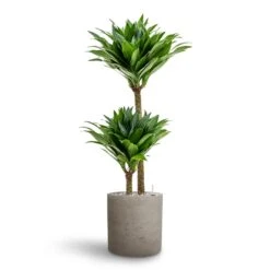 Dracaena Compacta - Multi Stem - HydroCare -Plant Promotion Store Dracaena Compacta Multi Stem Hydroculture 2 stems Puk Rough Planter Grey Washed 25 x 25cm