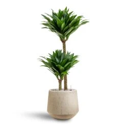 Raindrop Tube Round Planter - Stone 26 Raindrop Tube Round Planter - Stone -Plant Promotion Store Dracaena Compacta Multi Stem Hydroculture 2 stems Raindrop Tube Round Planter Stone 30 x 26cm 157ca5cf ddac 4d9b b429 b265a536155c