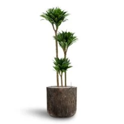 Dracaena Compacta - Multi Stem - HydroCare -Plant Promotion Store Dracaena Compacta Multi Stem Hydroculture 3 stems Luxe Lite Waterfall Cylinder Planter Bronze 40 x 38cm