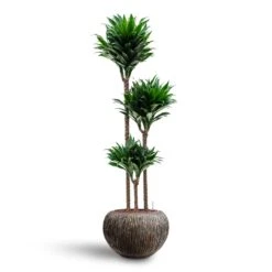 Dracaena Compacta - Multi Stem - HydroCare -Plant Promotion Store Dracaena Compacta Multi Stem Hydroculture 3 stems Luxe Lite Waterfall Globe Planter Bronze 39 x 27cm