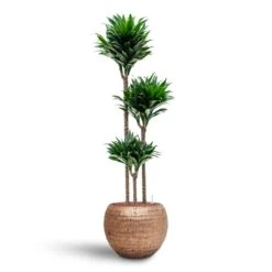 Dracaena Compacta - Multi Stem - HydroCare -Plant Promotion Store Dracaena Compacta Multi Stem Hydroculture 3 stems Opus Hammered Globe Planter Gold 40 x 32cm