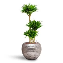 Dracaena Compacta - Multi Stem - HydroCare -Plant Promotion Store Dracaena Compacta Multi Stem Hydroculture 3 stems Opus Hammered Globe Planter Silver 40 x 32cm