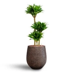 Dracaena Compacta - Multi Stem - HydroCare -Plant Promotion Store Dracaena Compacta Multi Stem Hydroculture 3 stems Opus Hit Darcy Planter Gold 38 x 42cm