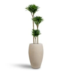 Raindrop Tall Balloon Planter - Stone -Plant Promotion Store Dracaena Compacta Multi Stem Hydroculture 3 stems Raindrop Tall Balloon Planter Stone 37 x 60cm e80788bc 28bd 4367 9a48 f2146bacaf1c