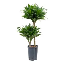 Dracaena Compacta - Multi Stem - HydroCare -Plant Promotion Store Dracaena Compacta Multi Stem Hydroculture Indoor Plant 2Stems