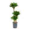 Dracaena Compacta - Multi Stem - HydroCare 1 Dracaena Compacta - Multi Stem - HydroCare -Plant Promotion Store Dracaena Compacta Multi Stem Hydroculture Indoor Plant 3Stems