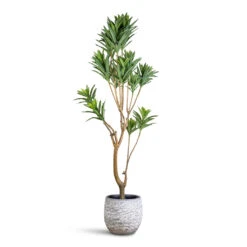 Evi Plant Pot - Antique Silver -Plant Promotion Store Dracaena Dragon Tree Artificial 155cm Evi Pot Antique Silver 29x26cm