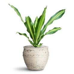 Dracaena Fragrans Burley - HydroCare 11 Dracaena Fragrans Burley - HydroCare -Plant Promotion Store Dracaena Fragrans Burley HydroCare in Athena Planter