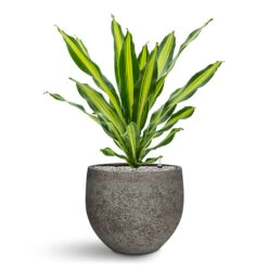 Dracaena Fragrans Burley - HydroCare 13 Dracaena Fragrans Burley - HydroCare -Plant Promotion Store Dracaena Fragrans Burley HydroCare in Mini Orb Cement Stone