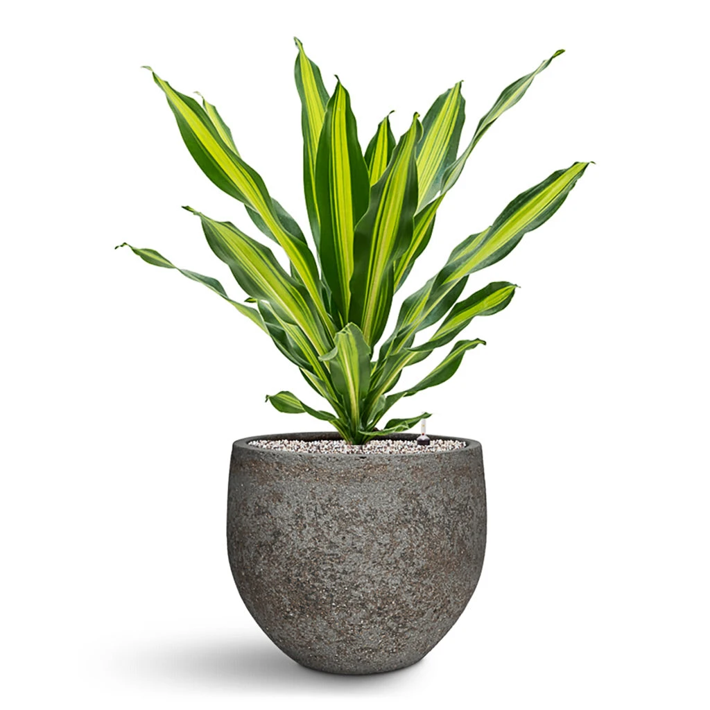 Dracaena Fragrans Burley - HydroCare 7 Dracaena Fragrans Burley - HydroCare - Image 5