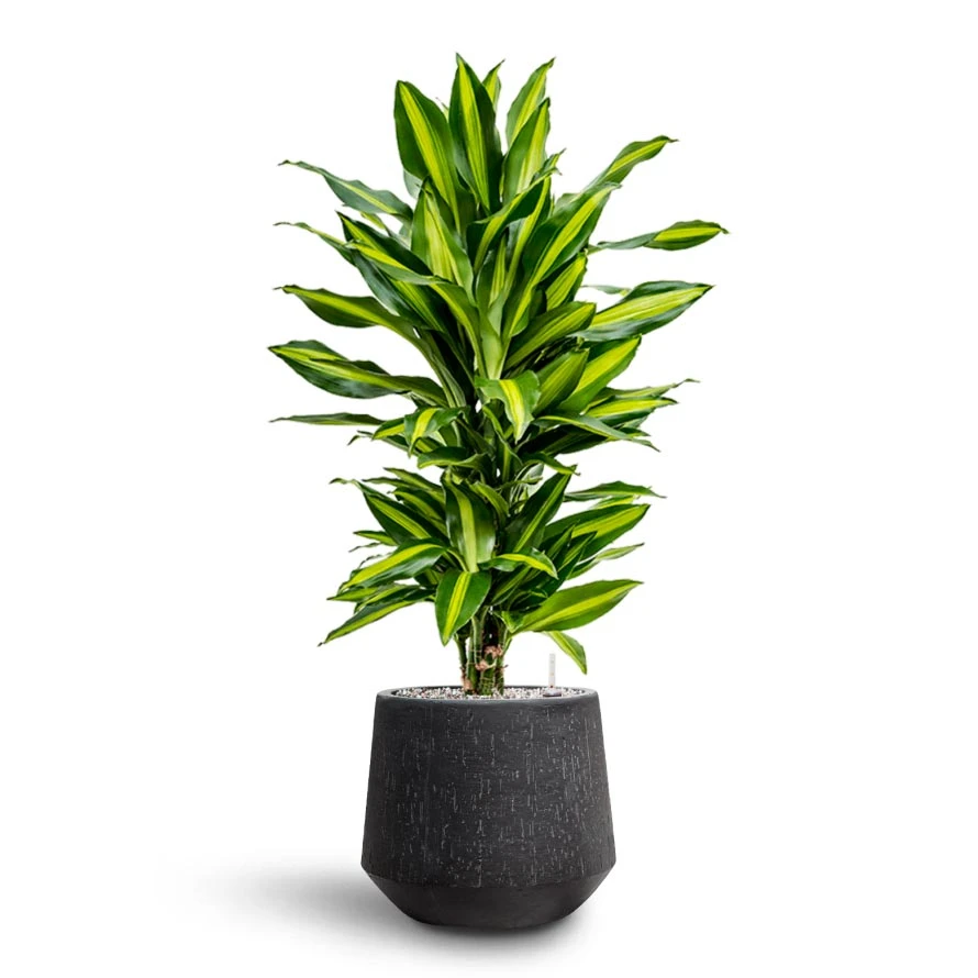 Dracaena Cintho - Branched - HydroCare 12 Dracaena Cintho - Branched - HydroCare - Image 10