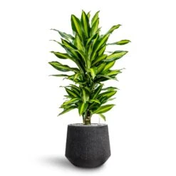 Raindrop Tube Round Planter - Anthracite 22 Raindrop Tube Round Planter - Anthracite -Plant Promotion Store Dracaena Fragrans Cinco Branched Hydroculture Raindrop Darcy Planter Anthracite dd1cec5d 15ac 40ef bac0 854b218dea08