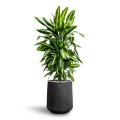 Dracaena Cintho - Branched - HydroCare 24 Dracaena Cintho - Branched - HydroCare -Plant Promotion Store Dracaena Fragrans Cinco Branched Hydroculture Raindrop Darcy Tube Planter Anthracite