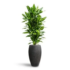 Dracaena Cintho - Branched - HydroCare 22 Dracaena Cintho - Branched - HydroCare -Plant Promotion Store Dracaena Fragrans Cinco Branched Hydroculture Raindrop Emperor Planter Anthracite