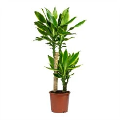 Dracaena Fragrans Golden Coast - Multi Stem 16 Dracaena Fragrans Golden Coast - Multi Stem -Plant Promotion Store Dracaena Fragrans Golden Coast Multi Stem 17x80cm 2 stems