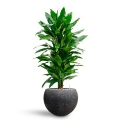 Raindrop Globe Planter - Anthracite -Plant Promotion Store Dracaena Fragrans Janet Lind Multi Stem Hydroculture Raindrop Globe Planter Anthracite 8670a7af bdae 41fe 8fea 30c11a12303e