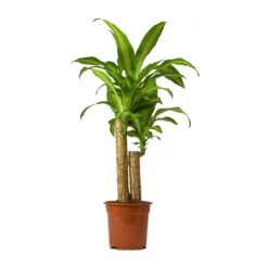Dracaena Fragrans Massangeana - Multi Stem 14 Dracaena Fragrans Massangeana - Multi Stem -Plant Promotion Store Dracaena Fragrans Massangeana Small