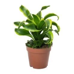 Dracaena Fragrans Tornado - Head 18 Dracaena Fragrans Tornado - Head -Plant Promotion Store Dracaena Fragrans Tornado