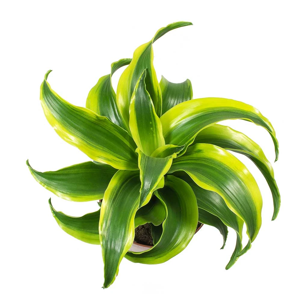 Dracaena Fragrans Tornado - Head 8 Dracaena Fragrans Tornado - Head - Image 6