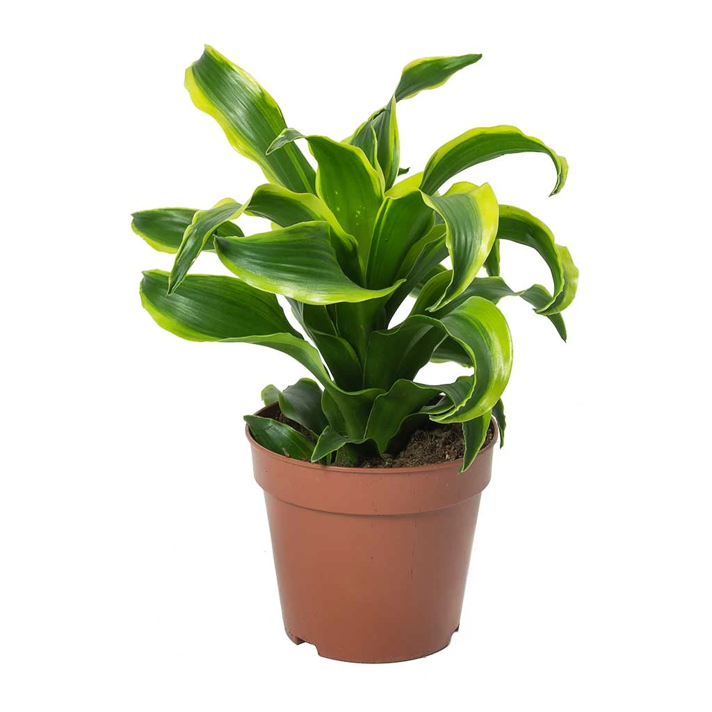 Dracaena Fragrans Tornado - Head 9 Dracaena Fragrans Tornado - Head - Image 7