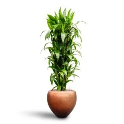 Dracaena Janet Craig - Branched - HydroCare -Plant Promotion Store Dracaena Janet Craig Branched Hydroculture30 27 x 160cm Metallic Couple Plant Pot Matt Copper50 x 45cm